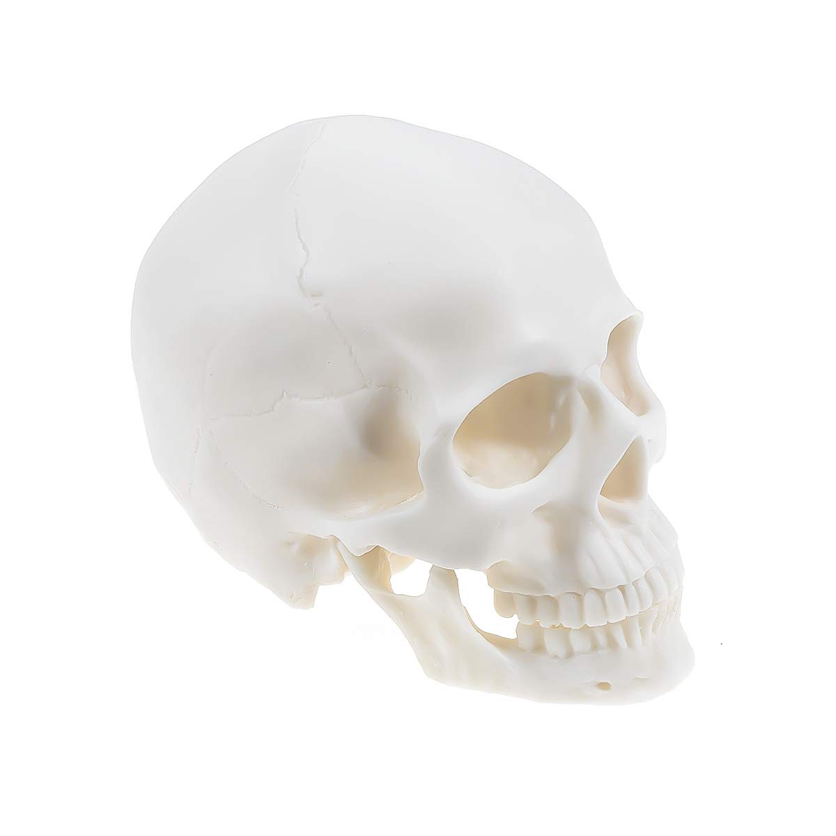 1:1 Life Size Human Skull Model Anatomical Medical Teaching Skeleton Head Model Middle Size White