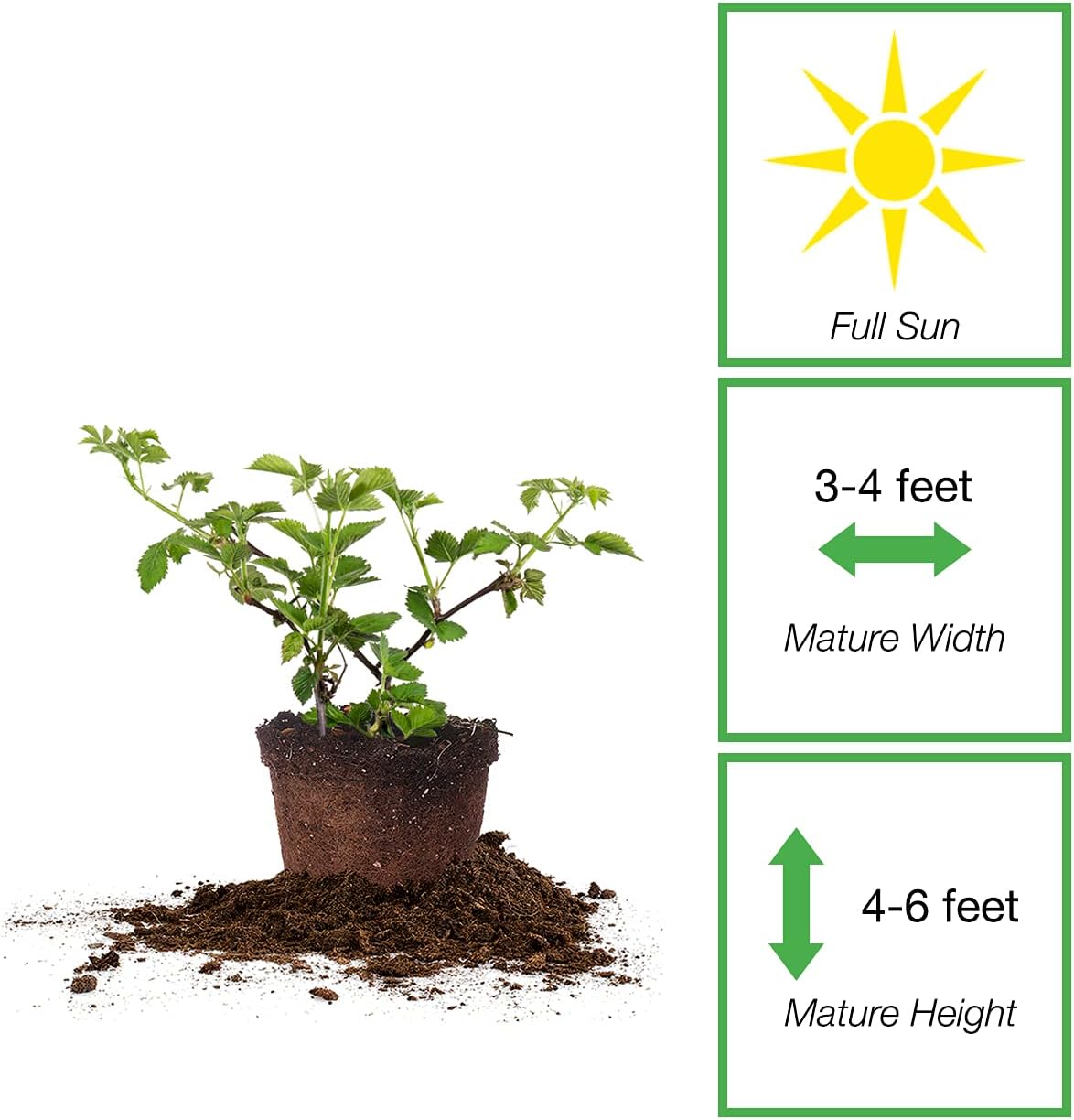 PERFECT PLANTS Arapaho Thornless BlackBerry Bush 1 Gal. Pot Tasty Sweet Fruit Large Firm Berries