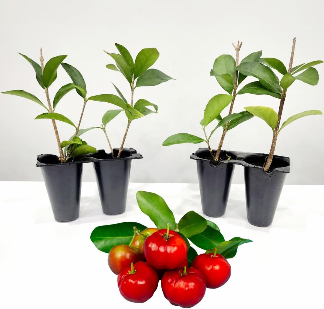 Barbados Cherry Tree Live for Sale (4 Pack) | Easy to grow plants | Edible fruit plant for sustainable living | Grow your own food on your edible organic garden| Live for planting| 2 inch pot