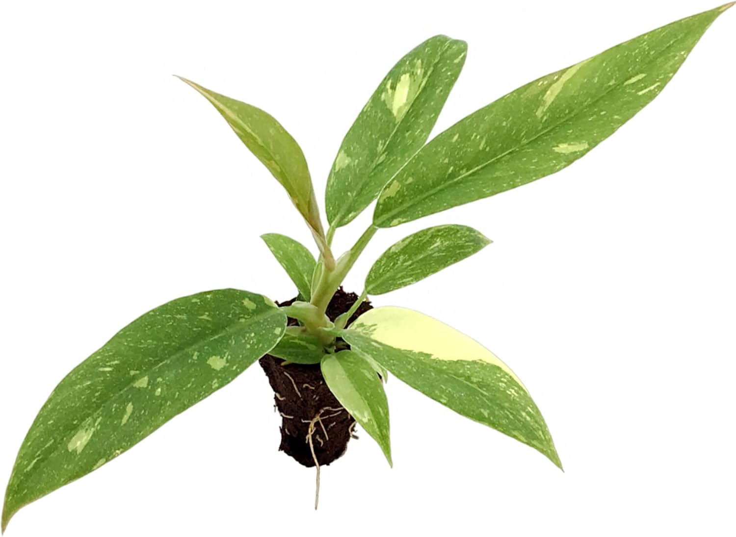 Philodendron Ring of Fire Starter Plant