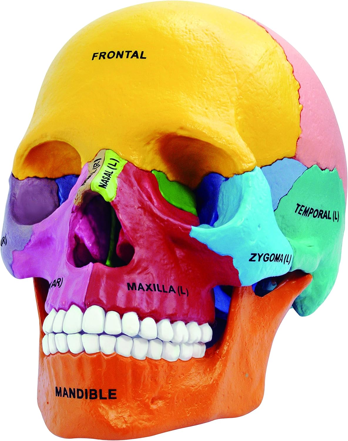4D Master 26087 4D Anatomy Didactic Exploded Skull Model