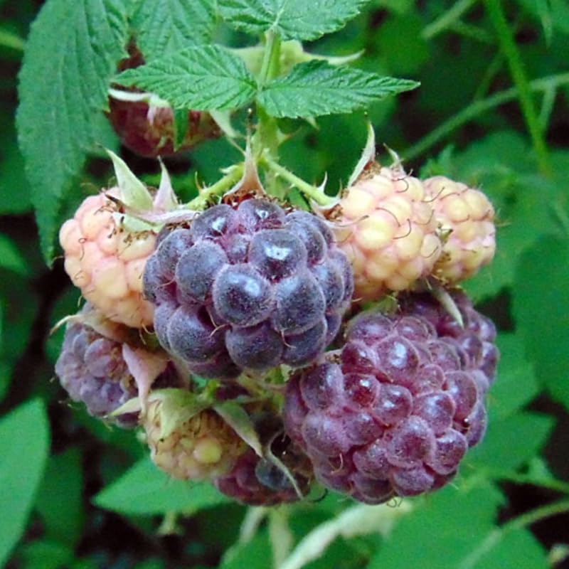 2 Caroline Red Raspberry Plants Live Seedlings 5 to 8 Inch Tall, Red Raspberry Bush Live Plants, Sweet Raspberries Fruit Trees Live Plants