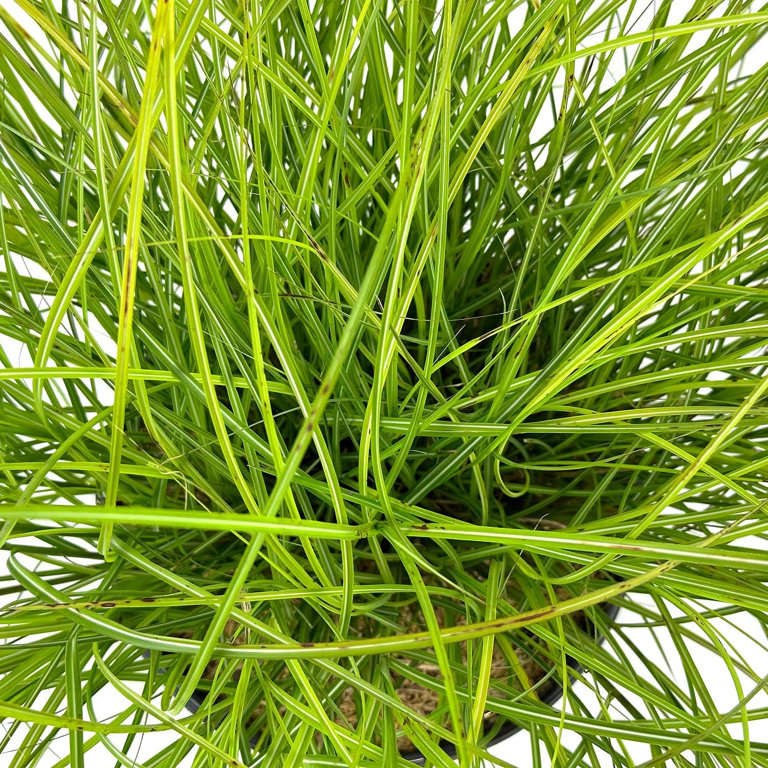 Blooming & Beautiful - Adagio Maiden Grass - 3 gal - Dwarf Ornamental Grass - Silver-Green to Golden Foliage Blades - Lush Pink Summer Plumes - Zones 5-9 - Miscanthus sinensis 'Adagio' - 3 Gallon Pot