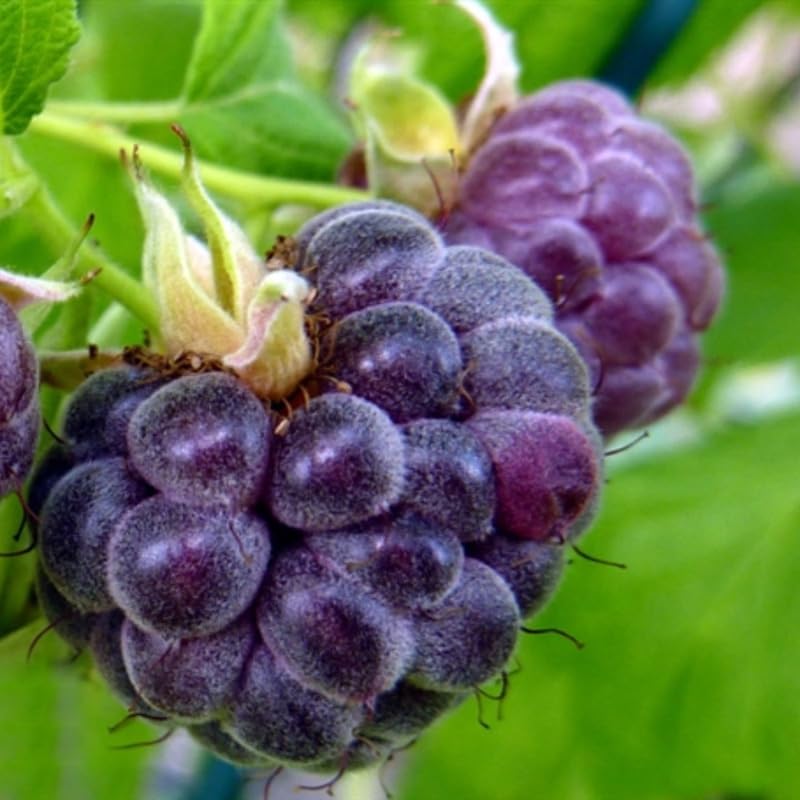 2 Caroline Red Raspberry Plants Live Seedlings 5 to 8 Inch Tall, Red Raspberry Bush Live Plants, Sweet Raspberries Fruit Trees Live Plants