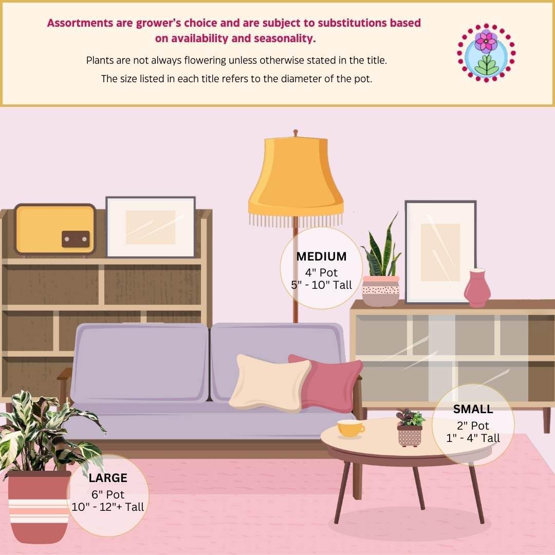 BubbleBlooms Philodendron Ring of Fire Rare Hybrid Philo in a 2 inch Pot