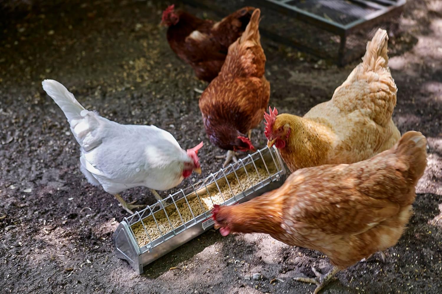 Little Giant® Metal Poultry Trough Feeder | Galvanized Steel Poultry Trough Feeder with Grate | 20