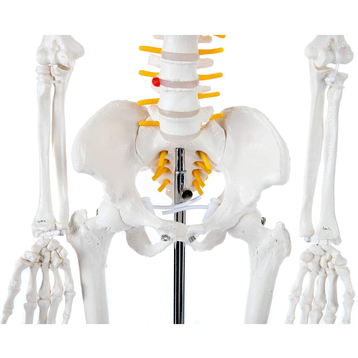 Axis Scientific Mini Human Skeleton Model with Metal Stand, 31
