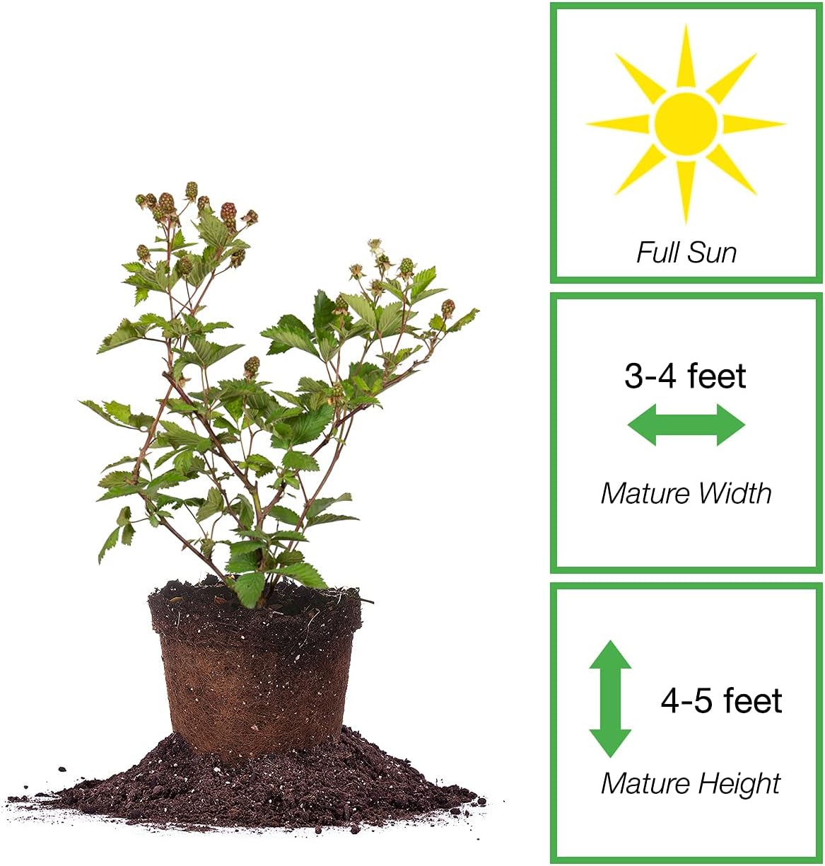 PERFECT PLANTS Ouachita Thornless BlackBerry Bush 1 Gal. Pot Extremely Hardy Large Sweet Berries