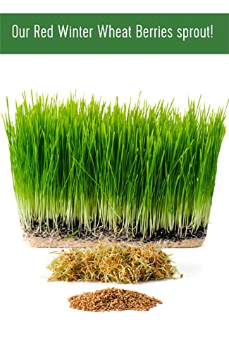 Hard Red Winter Wheat Berries | 5 LBS | Family Farmed in Washington State | Non-GMO Project Verified | 100% Non-Irradiated | Certified Kosher Parve | Field Traced | Burlap Bag