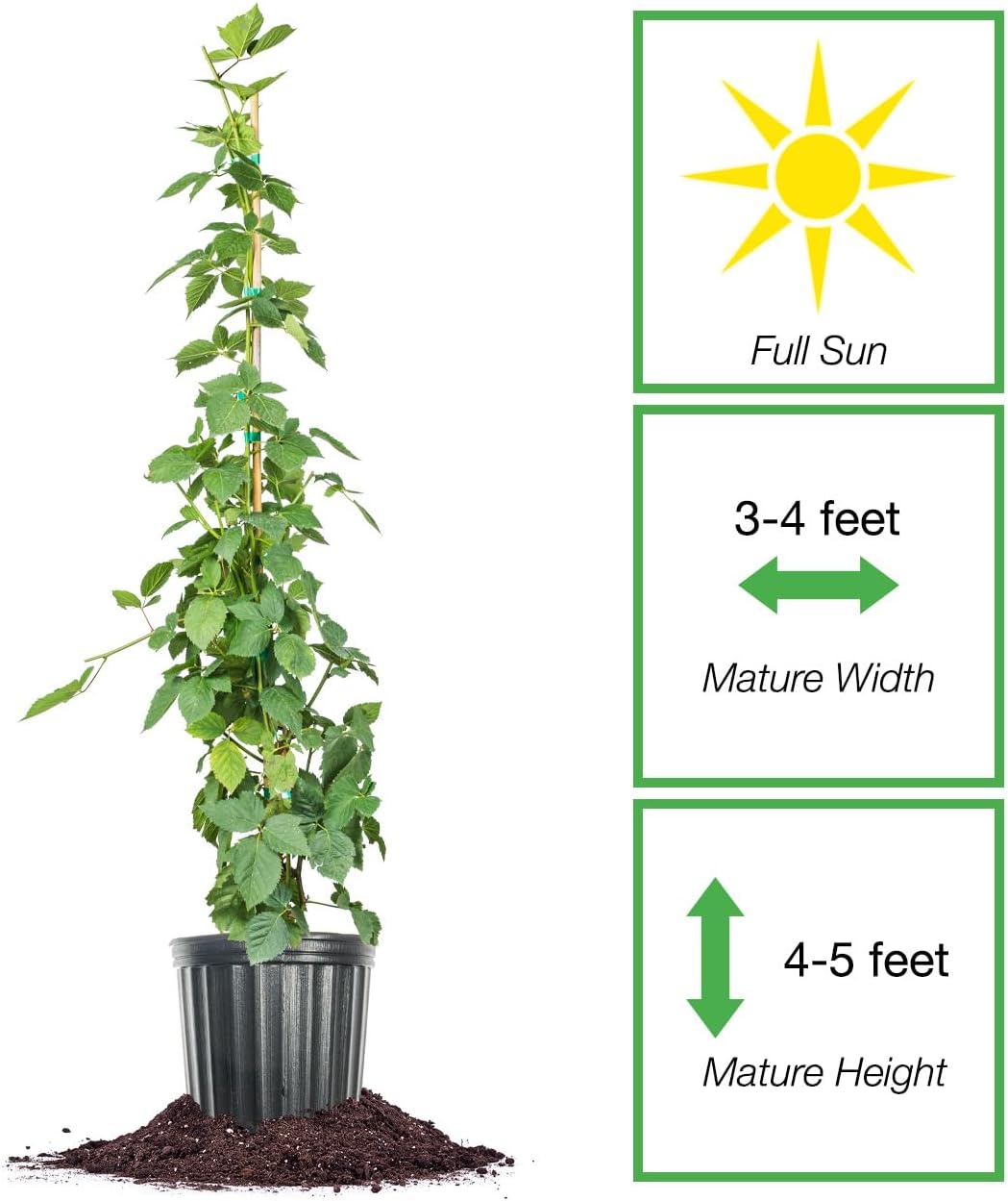 PERFECT PLANTS Natchez BlackBerry Bush 3 Gallon | Live Fruit Trees for Outdoor Planting | Thornless & Self Fertile Blackberries | Dark Purple Berries are Healthy & Sweet