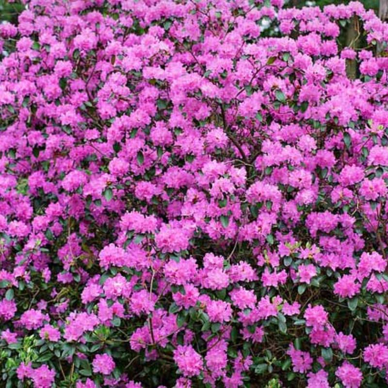 Rhododendron Pink Reblooming Azalea, Bloom Spring Summer and Fall, 4 Inch Pot