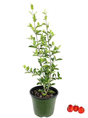 Barbados Cherry Tree - Live Plant in a 6 Inch Grower's Pot - Malpighia Emarginata - Edible Fruit Bearing Tree for The Patio and Garden