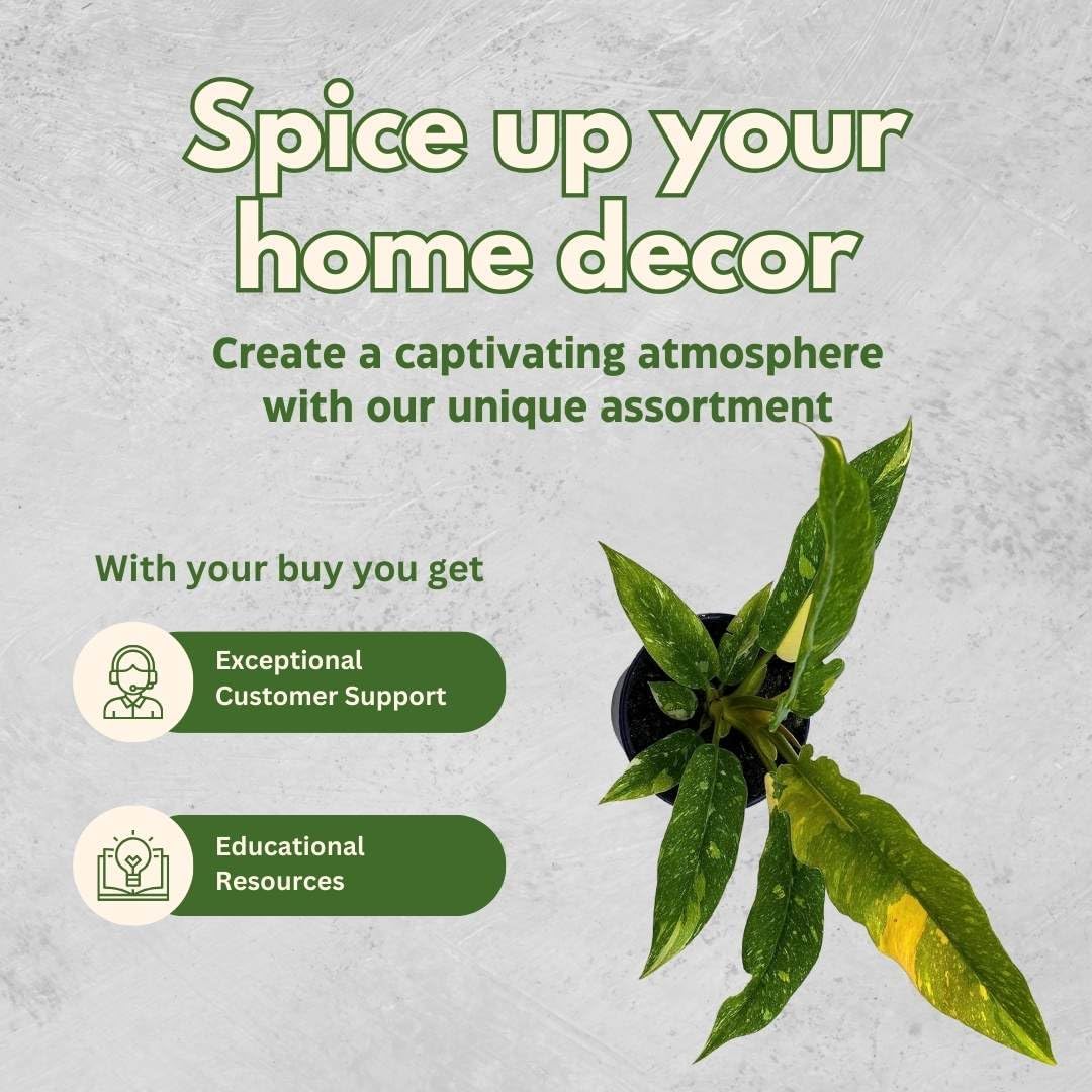 BubbleBlooms Philodendron Ring of Fire Rare Hybrid Philo in a 2 inch Pot