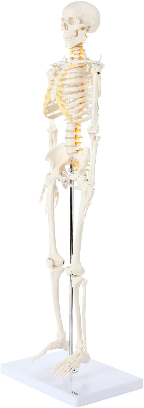 Axis Scientific Mini Human Skeleton Model with Metal Stand, 31