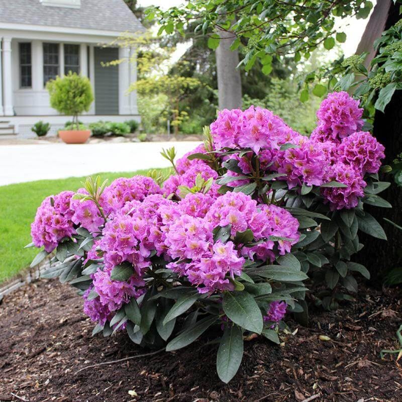 Rhododendron Pink Reblooming Azalea, Bloom Spring Summer and Fall, 4 Inch Pot