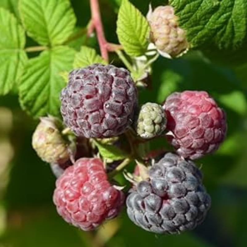 2 Caroline Red Raspberry Plants Live Seedlings 5 to 8 Inch Tall, Red Raspberry Bush Live Plants, Sweet Raspberries Fruit Trees Live Plants