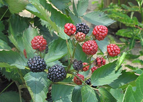 Columbia Star BlackBerry Plant - Live Plant in a 2 Inch Pot - Rubus - Fruit Trees for The Patio and Garden