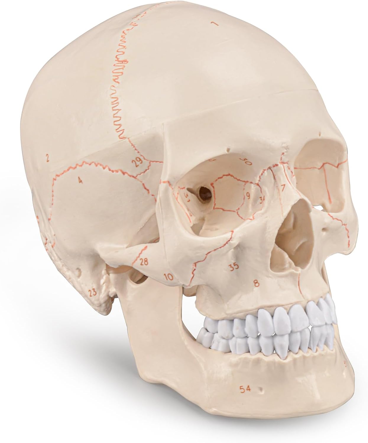 Upgraded Life Size Human Head Skull Anatomical Model with Newest Laser-Etched Fonts Not Hand Write Number, Not Smudged for Medical Student Human Anatomy Study Course