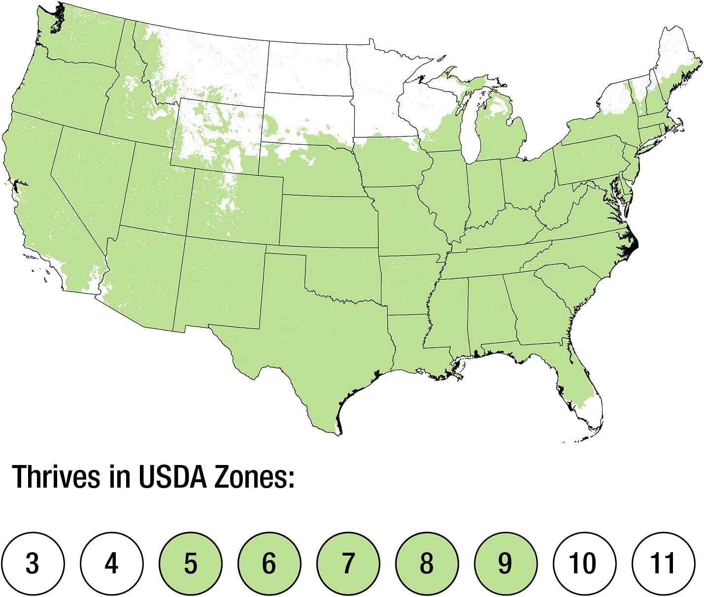 Adagio Maiden Grass (2.5 Quart) Mid-Sized Ornamental Perennial with Airy Plumes - Full Sun Live Outdoor Plant