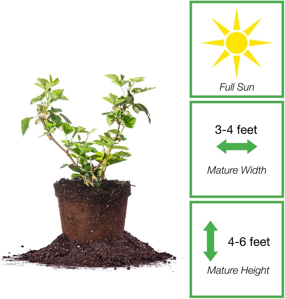 PERFECT PLANTS Black Satin BlackBerry Bush 1 Gallon | Live Fruit Tree for Outdoor Planting | Huge Fruits for Home Gardens | Dark Black Berries are Sweet & Healthy