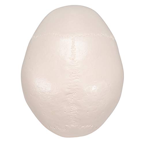 3B Scientific A20 Classic Skull 3-part - 3B Smart Anatomy