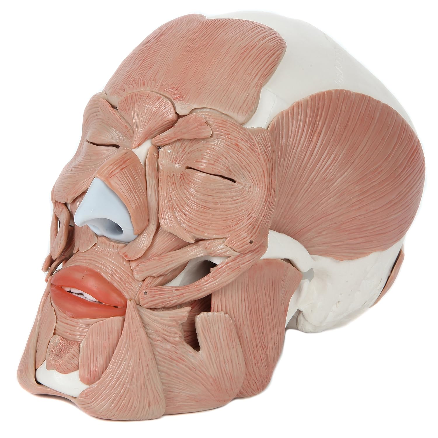 Axis Scientific 3-Part Painted Anatomy Skull Model with Facial Musculature – Life Size Anatomical Skull Muscle Model with 36 Removable Parts, Removable Skull Cap