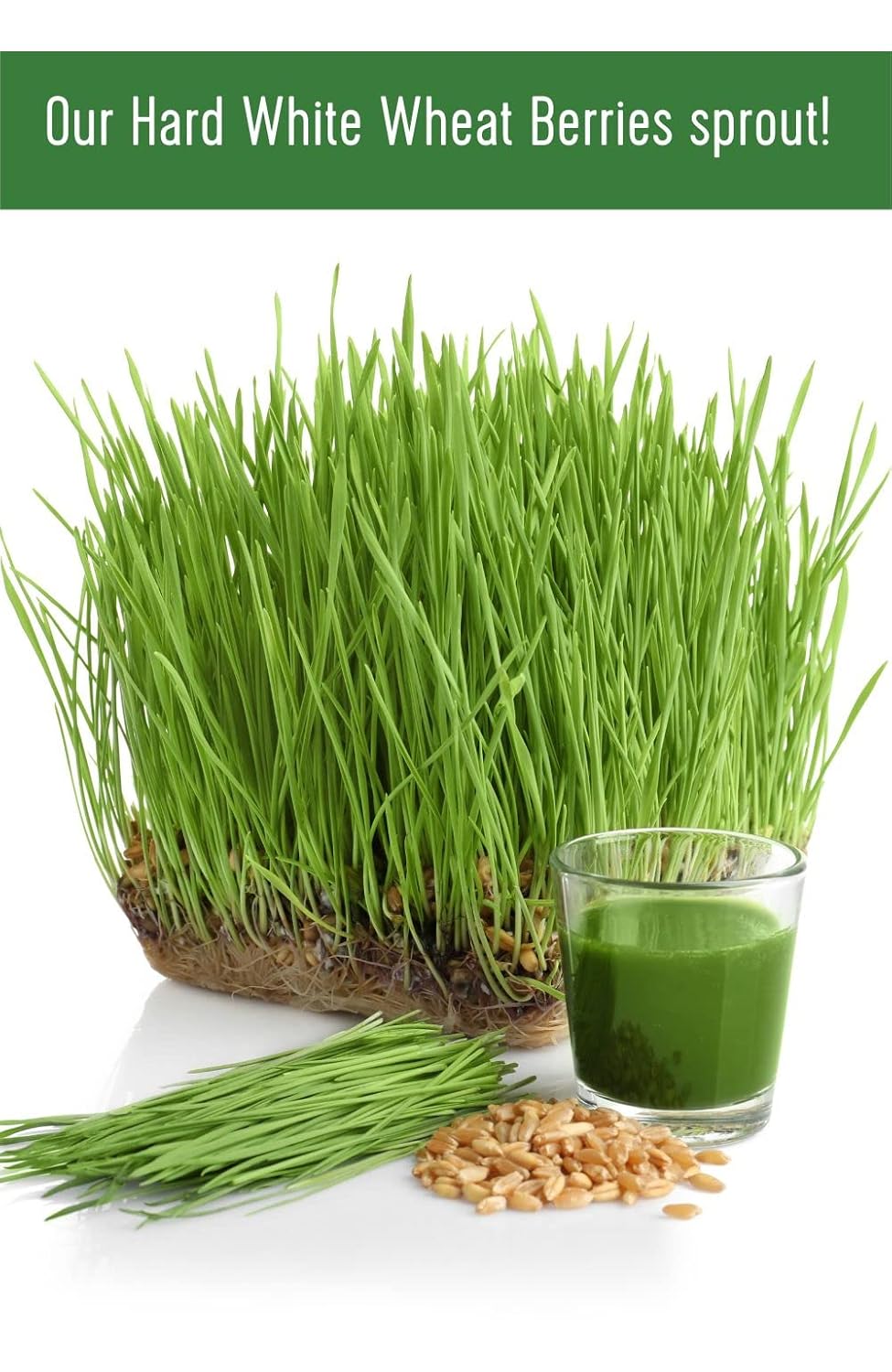 Hard White Wheat Berries | 3-4 LB Kraft Bags (12 LBS total) | Desiccant Free | Sproutable | Non-GMO Project Verified | Kosher