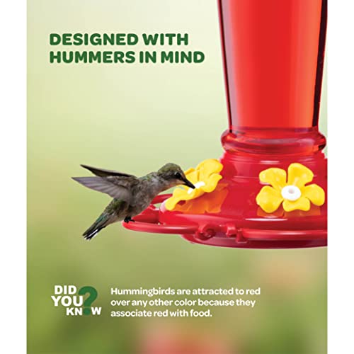 Hummingbird Feeder 10 oz. Glass Hummingbird Feeders for Outdoors, with Built-in Ant Guard - Circular Perch with 5 Feeding Ports - Wide Mouth for Easy Filling/2 Part Base for Easy Cleaning