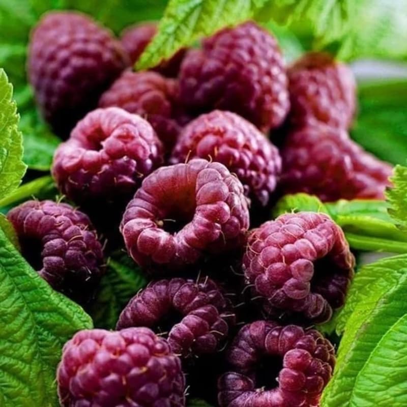 2 Caroline Red Raspberry Plants Live Seedlings 5 to 8 Inch Tall, Red Raspberry Bush Live Plants, Sweet Raspberries Fruit Trees Live Plants