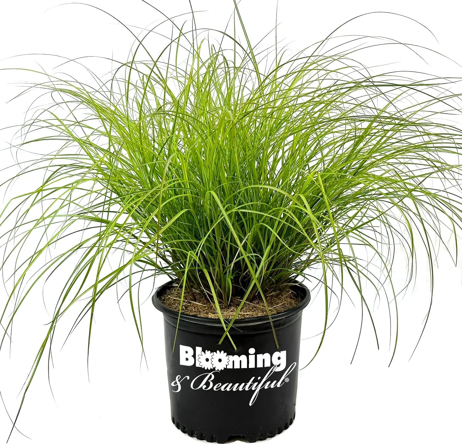 Blooming & Beautiful - Adagio Maiden Grass - 3 gal - Dwarf Ornamental Grass - Silver-Green to Golden Foliage Blades - Lush Pink Summer Plumes - Zones 5-9 - Miscanthus sinensis 'Adagio' - 3 Gallon Pot