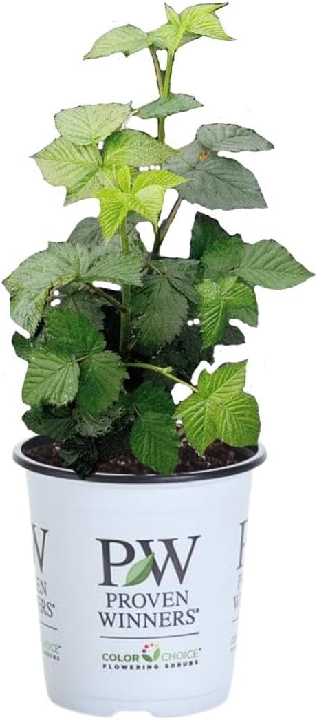 Proven Winners Taste of Heaven BlackBerry (Rubus) Live Shrub, 4.5