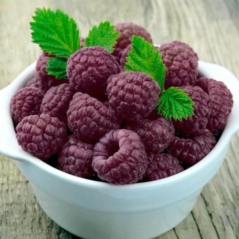 2 Caroline Red Raspberry Plants Live Seedlings 5 to 8 Inch Tall, Red Raspberry Bush Live Plants, Sweet Raspberries Fruit Trees Live Plants