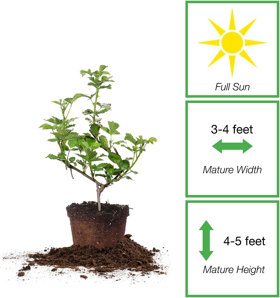 PERFECT PLANTS Natchez Thornless BlackBerry Bush 1 Gal. Pot Extremely Adaptable Large Firm Berries