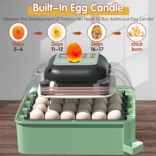 Incubators for Hatching Eggs, 24 Eggs Incubator with Automatic Egg Turning and Humidity Control, Ideal for Hatching Chicken, Duck, and Quail (Green)