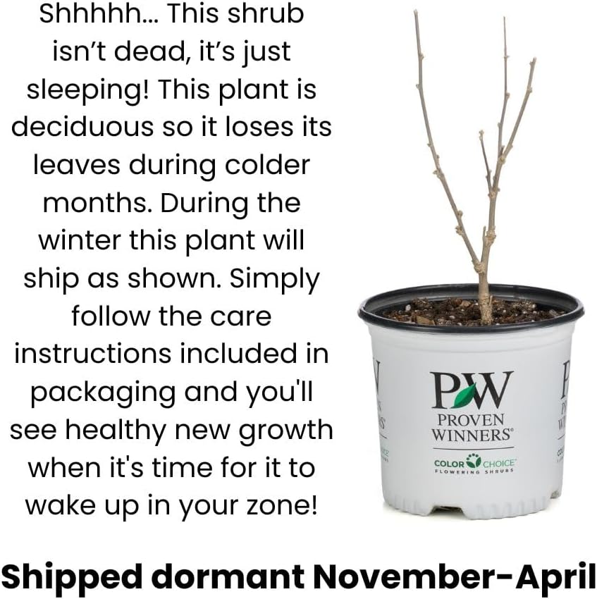 Proven Winners Taste of Heaven BlackBerry (Rubus) Live Shrub, 4.5