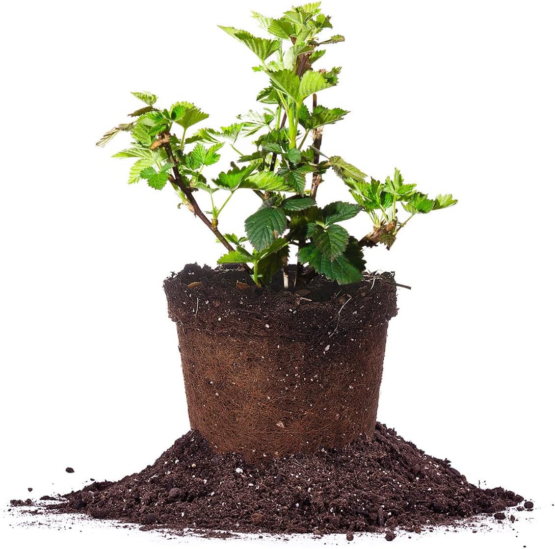 PERFECT PLANTS PrimeArk Freedom BlackBerry Bush 1 Gallon | Live Thornless Fruit for Outdoor Planting | Large Fruits for Home Gardens | Dark Purple Berries Emerge During Early Summer