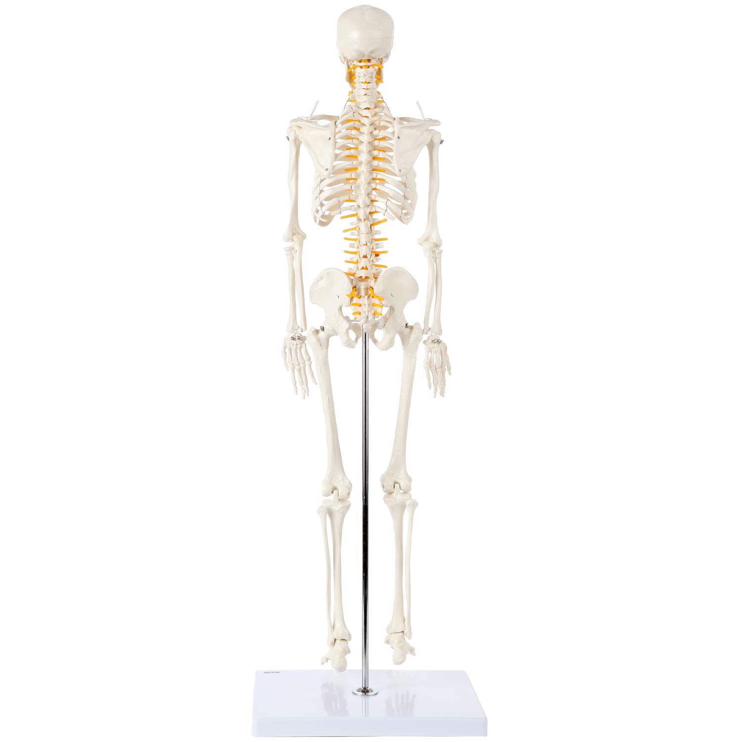 Axis Scientific Mini Human Skeleton Model with Metal Stand, 31