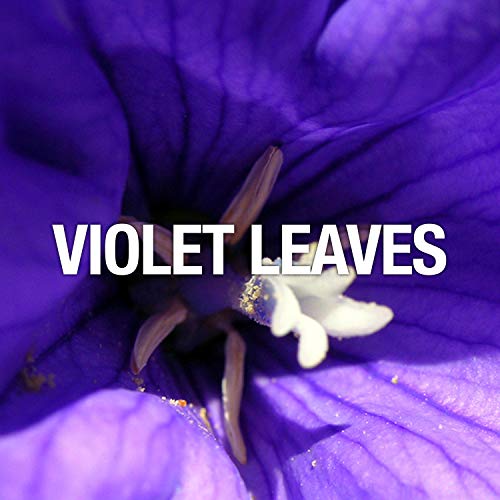 Curve Curve Black Men's Cologne 4 Piece Gift Set, 2.5 Fl. Oz. Eau De Cologne, 4 Count