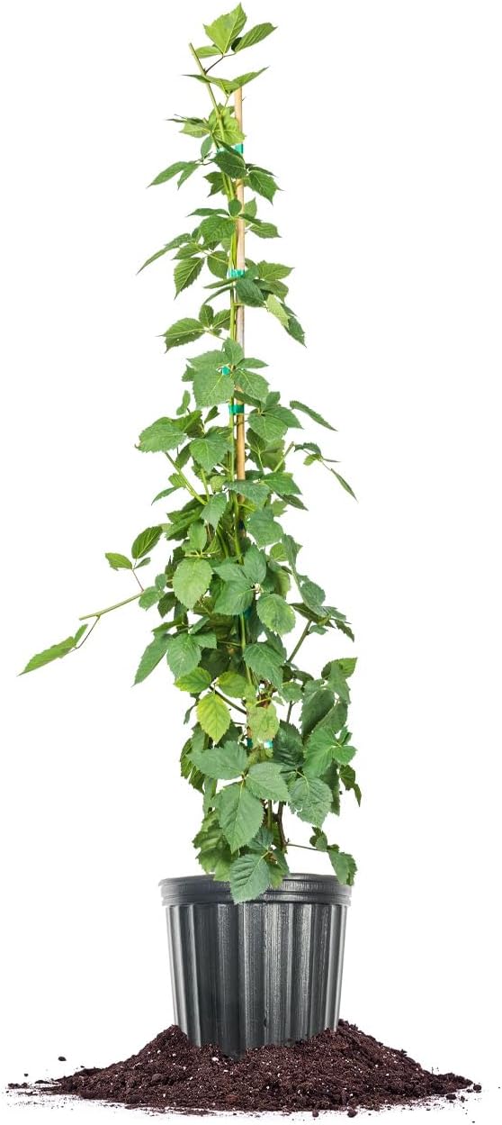 PERFECT PLANTS Natchez BlackBerry Bush 3 Gallon | Live Fruit Trees for Outdoor Planting | Thornless & Self Fertile Blackberries | Dark Purple Berries are Healthy & Sweet