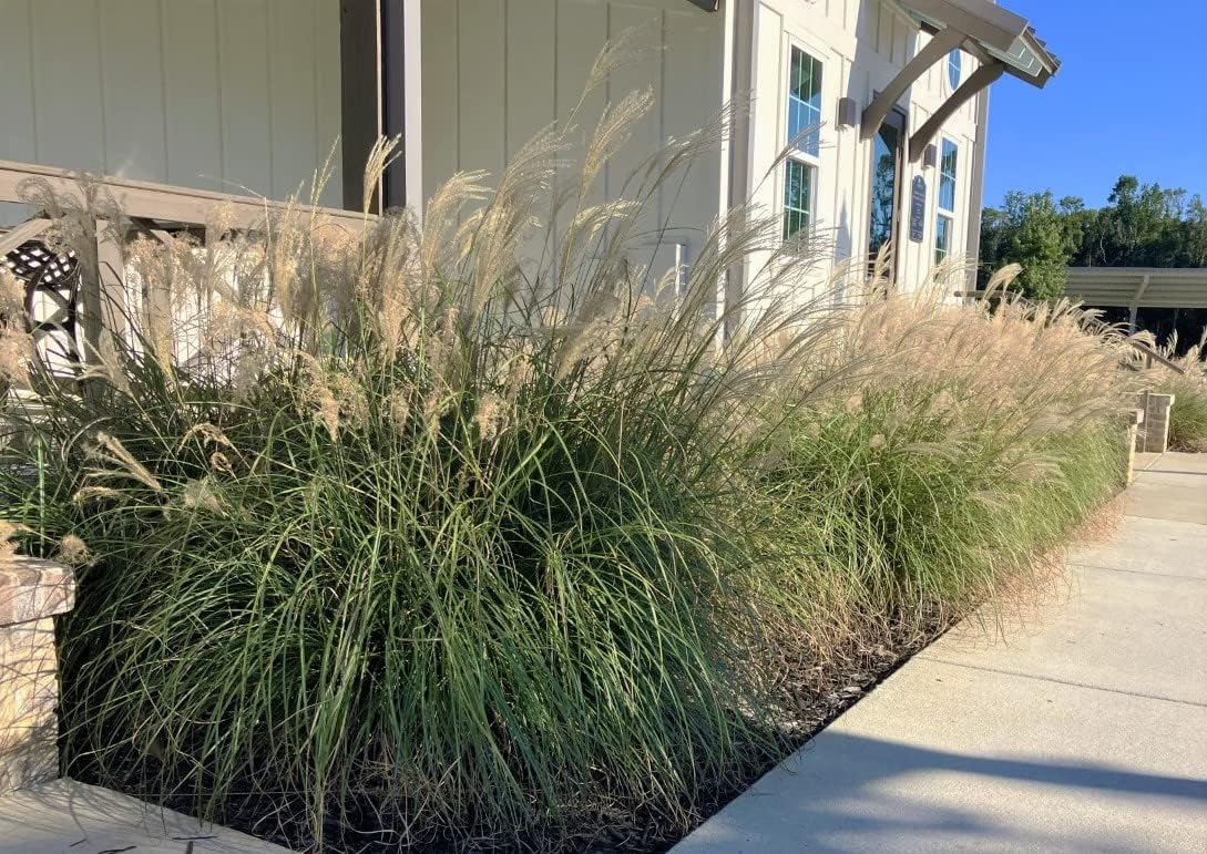 Adagio Maiden Grass (2.5 Quart) Mid-Sized Ornamental Perennial with Airy Plumes - Full Sun Live Outdoor Plant