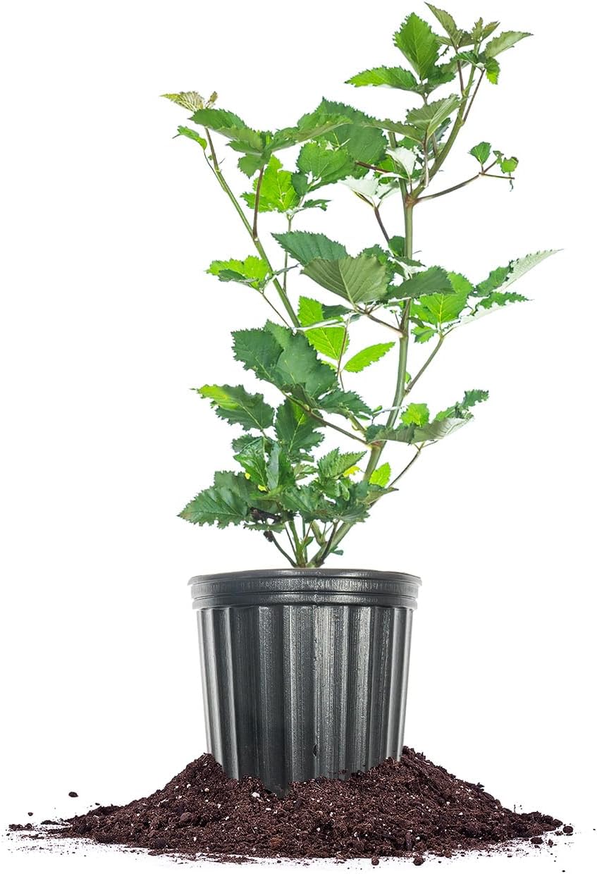 PERFECT PLANTS PrimeArk Freedom Blackberry Bush 1 Gallon | Live Thornless Fruit for Outdoor Planting | Large Fruits for Home Gardens | Dark Purple Berries Emerge During Early Summer