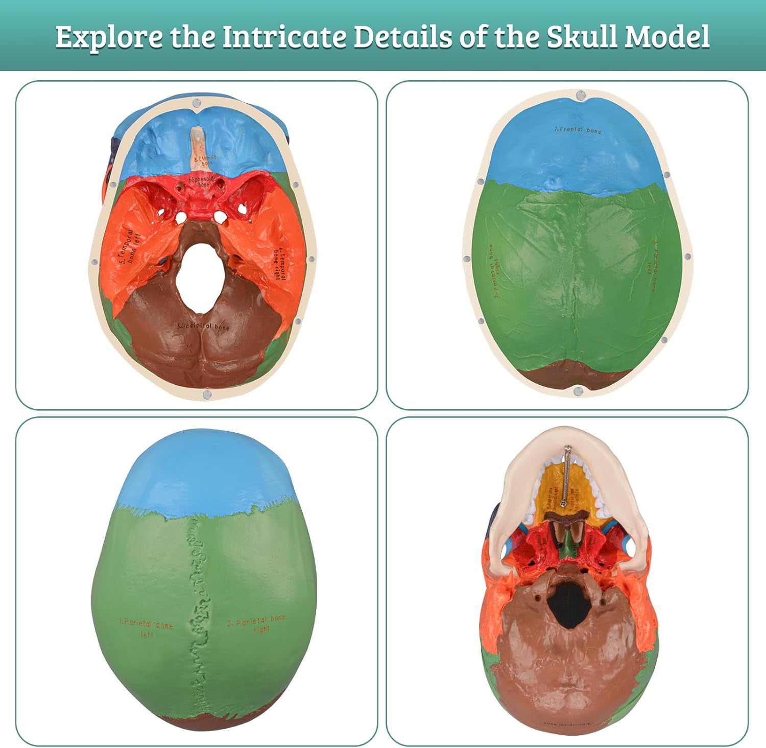 Upgraded Life Size Human Colored Head Skull Anatomical Model with Newest Laser-Etched Fonts for Medical Student Human Anatomy Study Course Demonstration