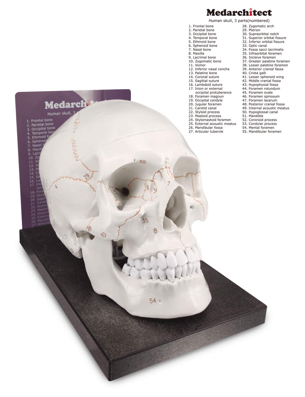 Upgraded Life Size Human Head Skull Anatomical Model with Newest Laser-Etched Fonts Not Hand Write Number, Not Smudged for Medical Student Human Anatomy Study Course
