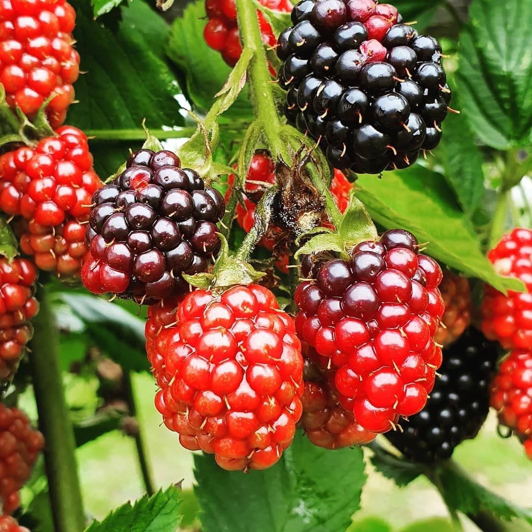 TriStar Plants- TripleCrown Blackberry Bush Thornless -2.5