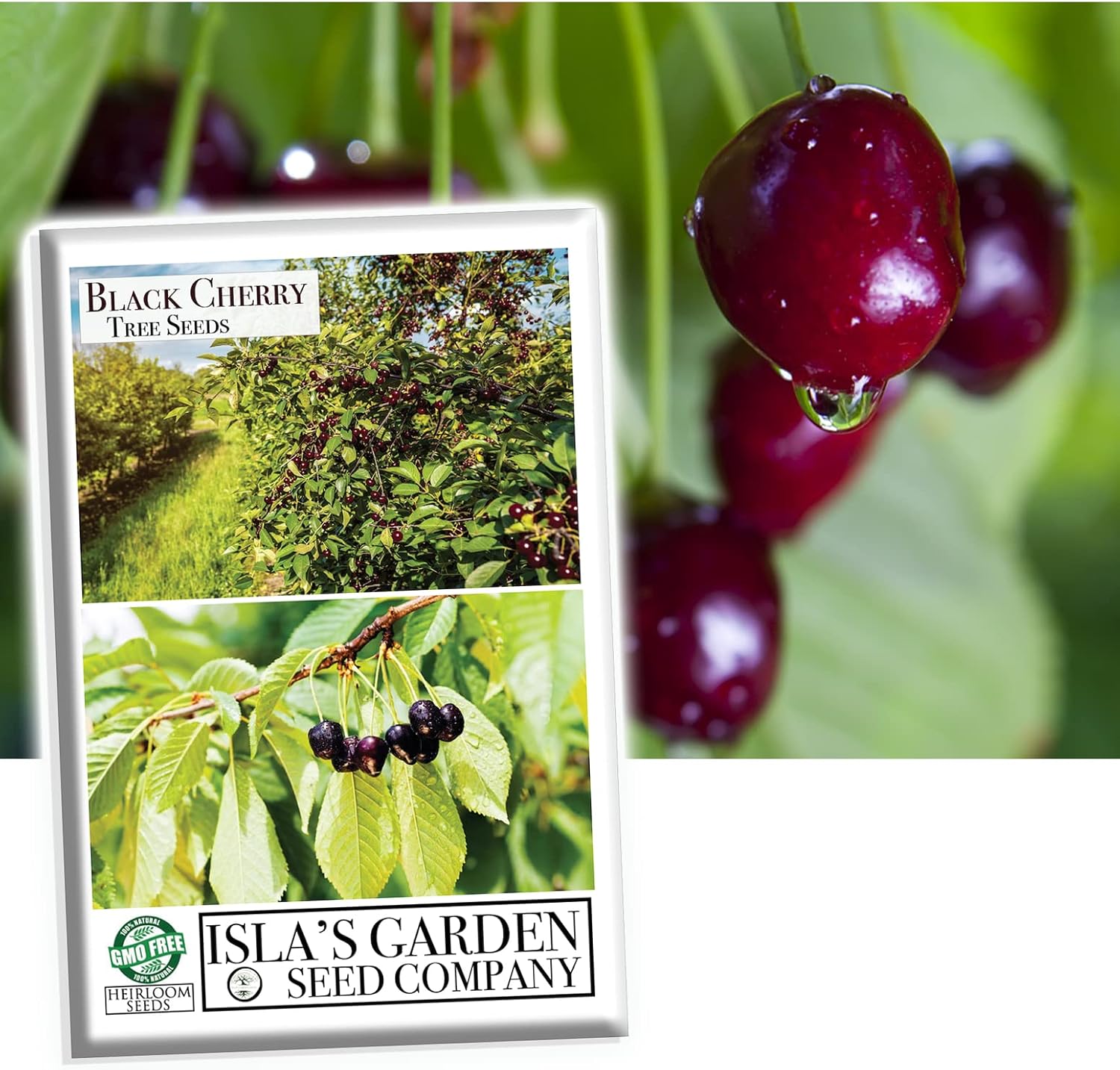 Black Cherry Fruit Tree Seeds for Planting, 25+ Seeds Per Packet, (Isla's Garden Seeds), Non GMO & Heirloom Seeds, Scientific Name: Prunus serotina, Great Home Landscape Gift