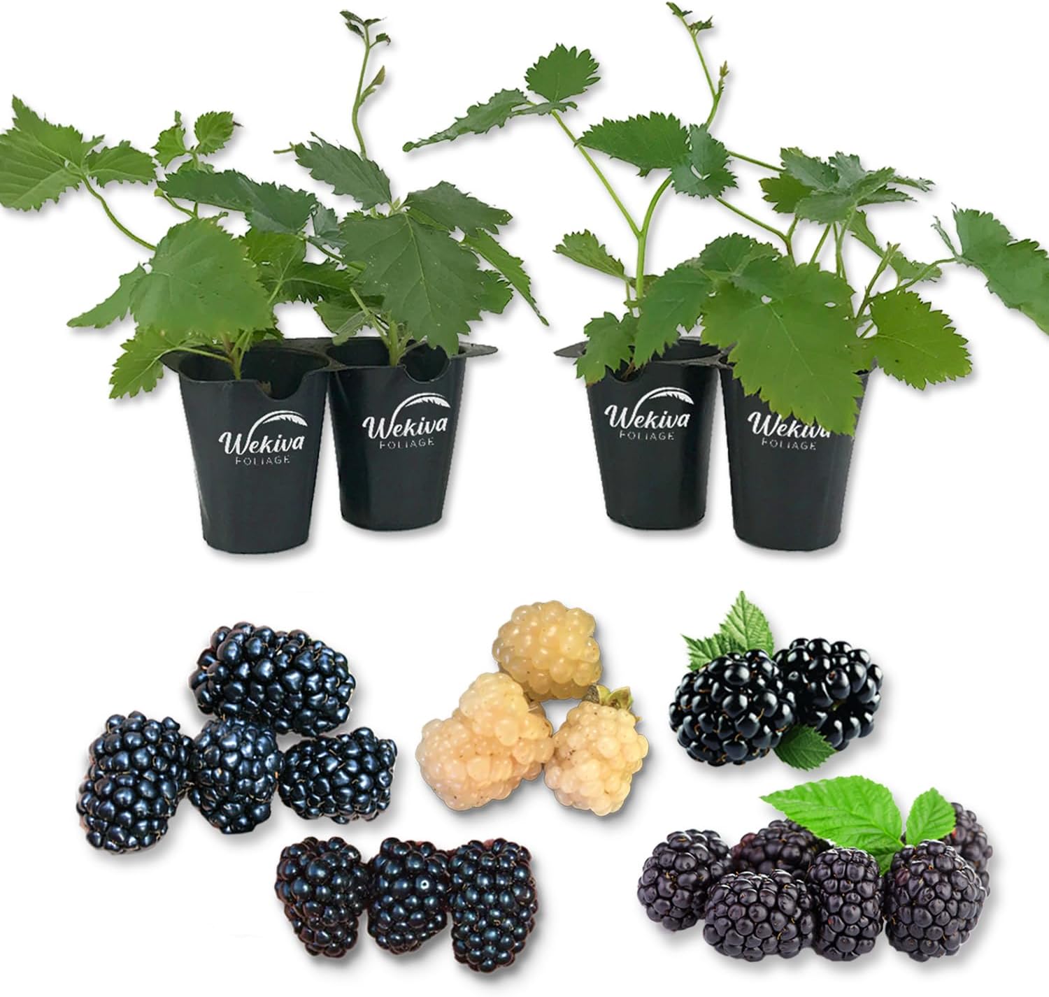 BlackBerry Variety Pack - 4 Live Starter Plants - Rubus - Live Starter Plants for Your Edible Garden