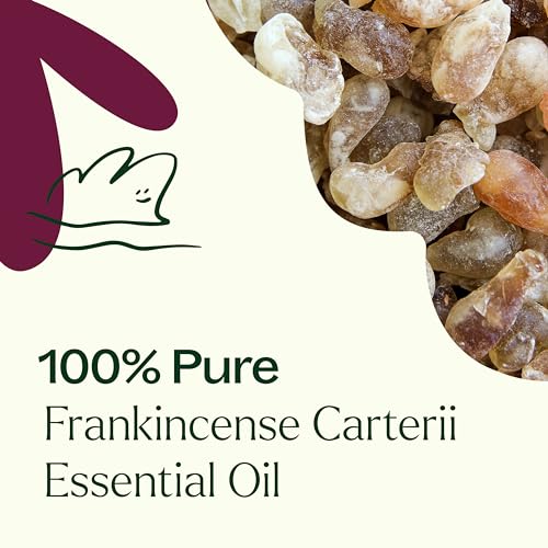 Plant Therapy Frankincense Carterii Essential Oil 100% Pure, Undiluted, Natural Aromatherapy, Therapeutic Grade 100 mL (3.3 oz)