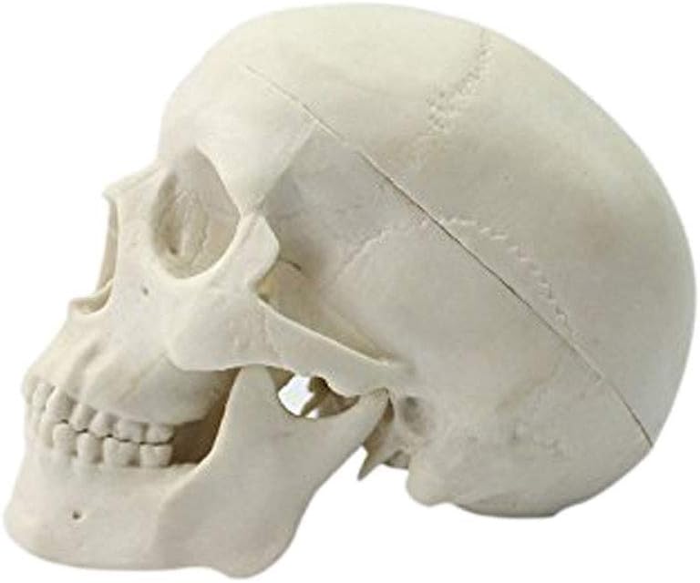 Ocean-Aquarius Mini Human Medical Anatomical Head Bone Skull Bone Model Educational Mini Model