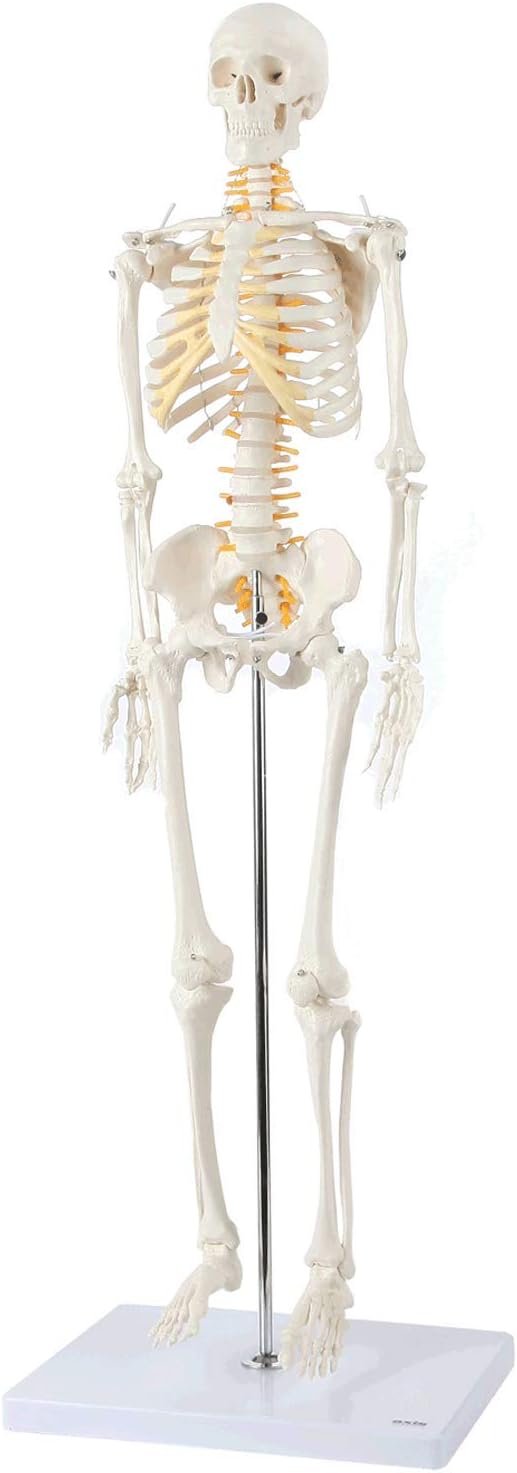 Axis Scientific Mini Human Skeleton Model with Metal Stand, 31