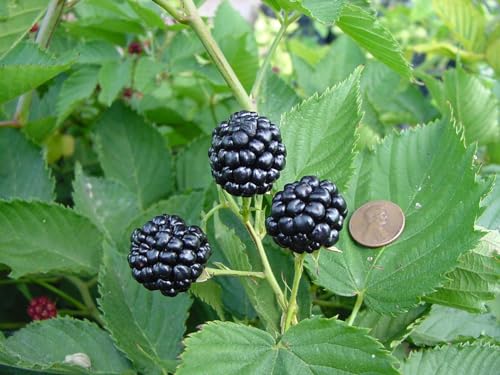 Blackberry plants 